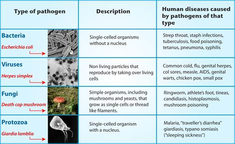 disease causing agents are called quizlet|4 main types of pathogens.